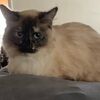 poptartcat67